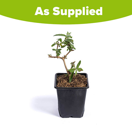 Buddleia Sungold Buddleia Sungold