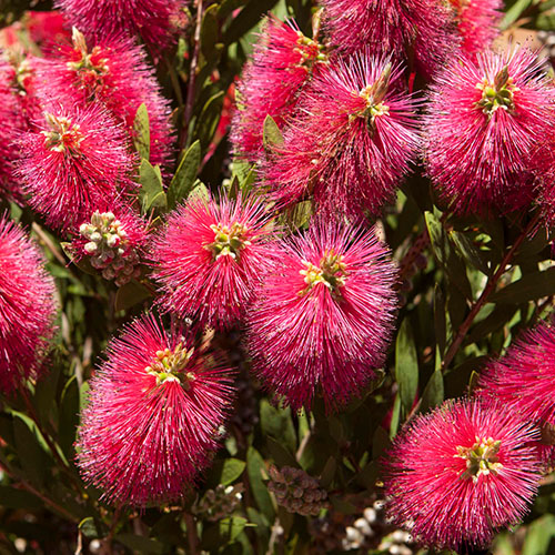 Bottlebrush Plant Callistemon citrinus Bottlebrush Plant Callistemon citrinus