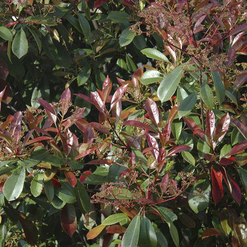 Photinia Red Robin 9cm Photinia Red Robin 9cm
