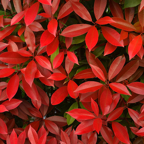 Photinia Red Robin 9cm Photinia Red Robin 9cm
