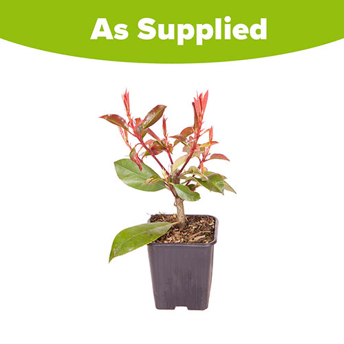 Photinia Red Robin 9cm Photinia Red Robin 9cm
