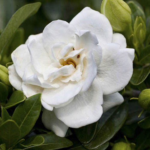 Hardy Gardenia Crown Jewel