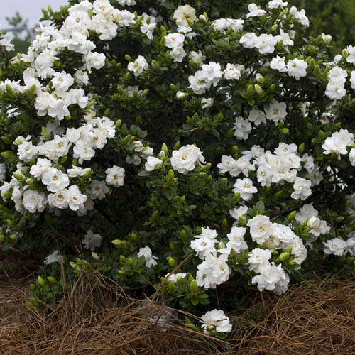 Hardy Gardenia Crown Jewel Hardy Gardenia Crown Jewel