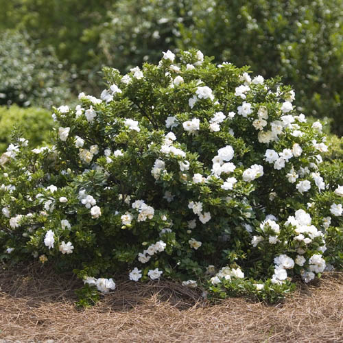 Hardy Gardenia Crown Jewel Hardy Gardenia Crown Jewel