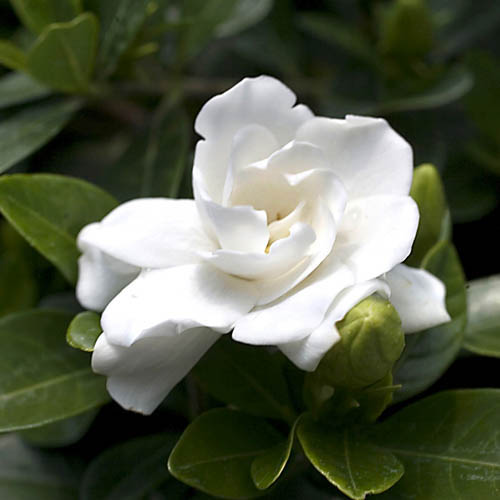 Hardy Gardenia Crown Jewel Hardy Gardenia Crown Jewel