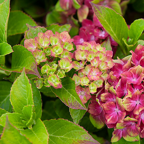 Hydrangea Glam Rock Hydrangea Glam Rock