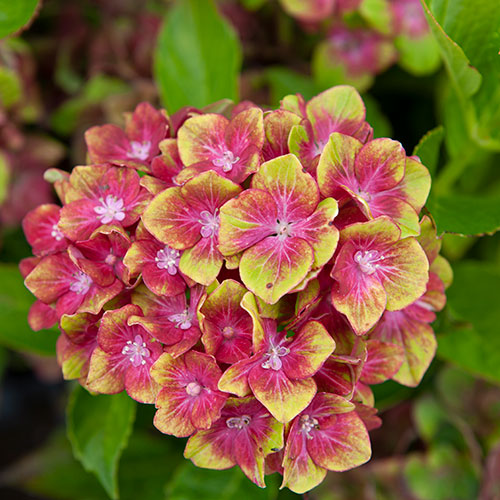 Hydrangea Glam Rock Hydrangea Glam Rock