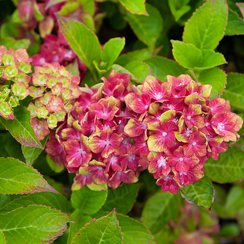 Hydrangea Glam Rock Hydrangea Glam Rock