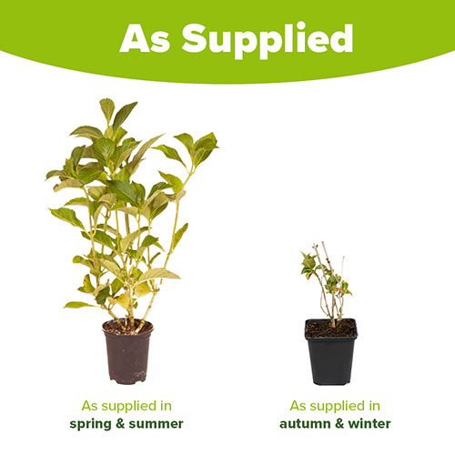 Hydrangea Glam Rock Hydrangea Glam Rock