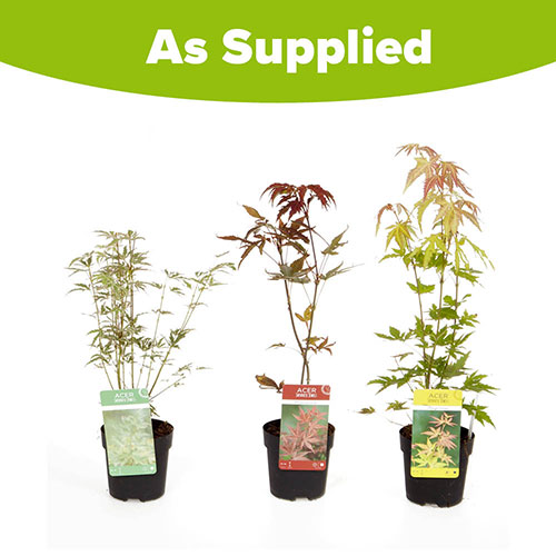 Japanese Maple Acer Collection Japanese Maple Acer Collection