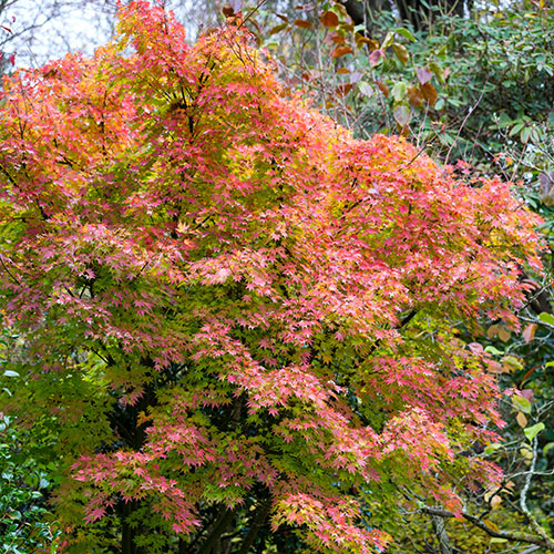 Acer palmatum Orange Dream Acer palmatum Orange Dream