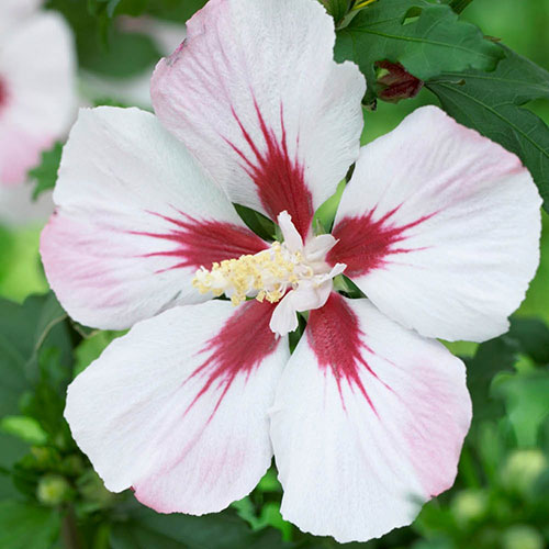 Hardy Hibiscus Collection - 3 varieties Hardy Hibiscus Collection - 3 varieties
