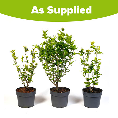 Hardy Hibiscus Collection - 3 varieties Hardy Hibiscus Collection - 3 varieties