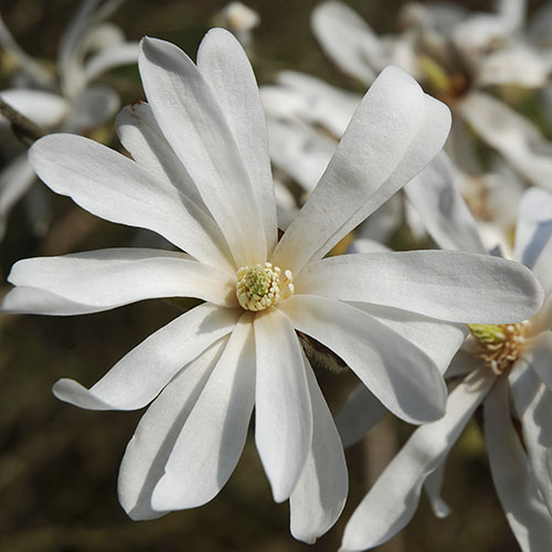 Magnolia stellata Magnolia stellata
