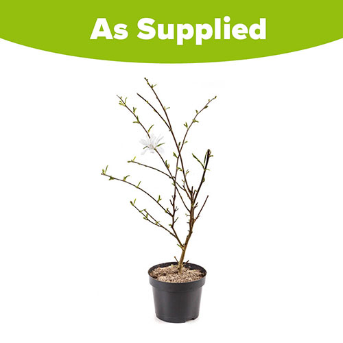 Magnolia stellata Magnolia stellata