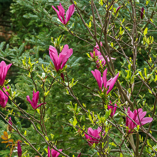 Magnolia Susan Magnolia Susan