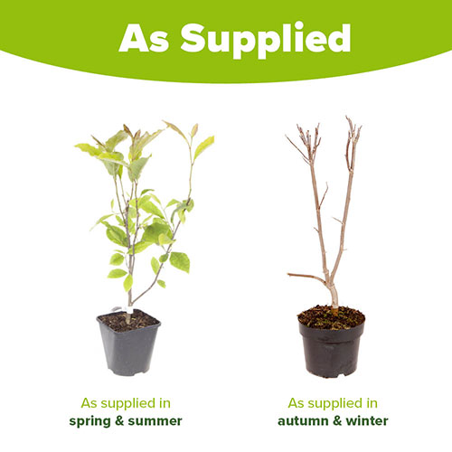 Magnolia Susan Magnolia Susan