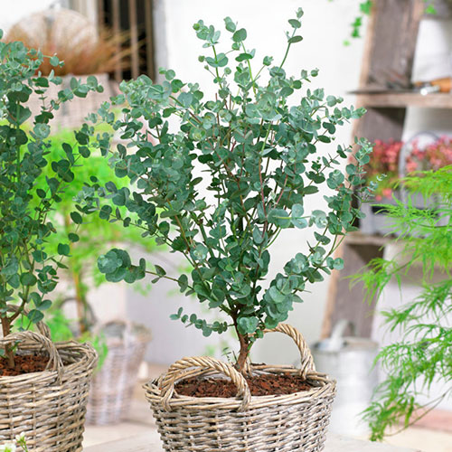 Pair of Eucalyptus gunnii Azura Pair of Eucalyptus gunnii Azura