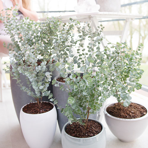 Pair of Eucalyptus gunnii Azura Pair of Eucalyptus gunnii Azura