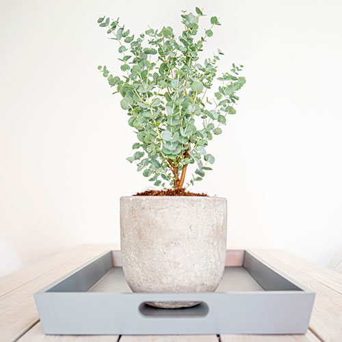 Pair of Eucalyptus gunnii Azura Pair of Eucalyptus gunnii Azura