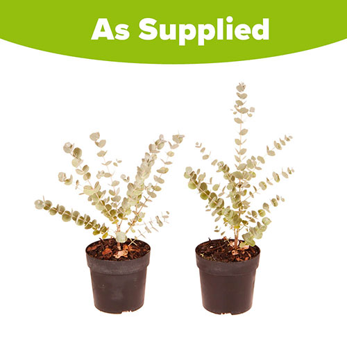 Pair of Eucalyptus gunnii Azura Pair of Eucalyptus gunnii Azura