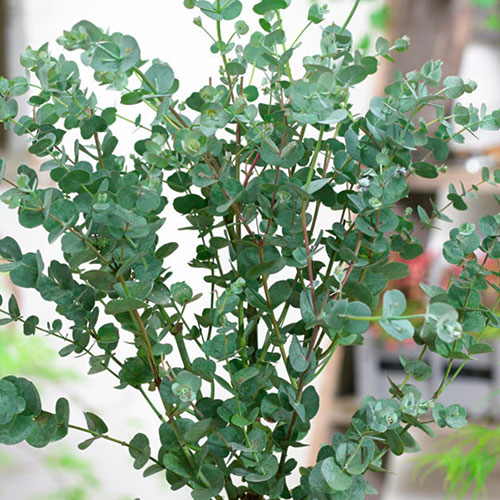 Eucalyptus gunnii Azura Eucalyptus gunnii Azura