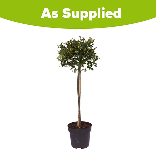 Holly Ilex x meserveae Blue Maid Standard Holly Ilex x meserveae Blue Maid Standard