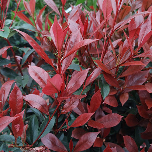 Standard Photinia Carre Rouge Tree Standard Photinia Carre Rouge Tree