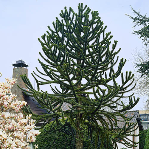 Monkey Puzzle Tree Monkey Puzzle Tree