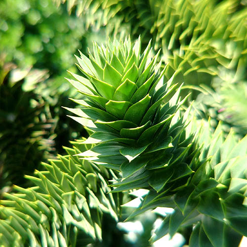 Monkey Puzzle Tree Monkey Puzzle Tree