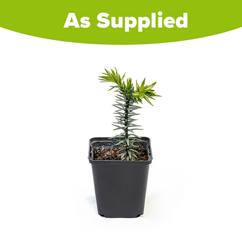 Monkey Puzzle Tree Monkey Puzzle Tree