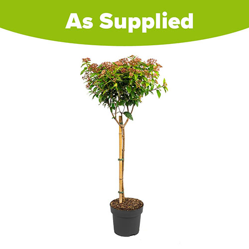 Viburnum tinus Standard Viburnum tinus Standard
