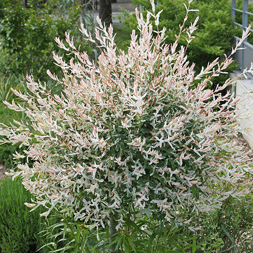 Flamingo Willow Salix Hakuro-nishiki Flamingo Willow Salix Hakuro-nishiki