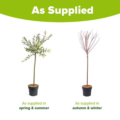 Flamingo Willow Salix Hakuro-nishiki Flamingo Willow Salix Hakuro-nishiki