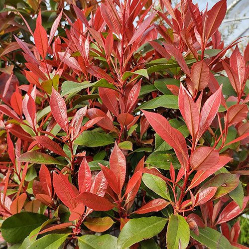 Standard Photinia Carre Rouge Trees Standard Photinia Carre Rouge Trees