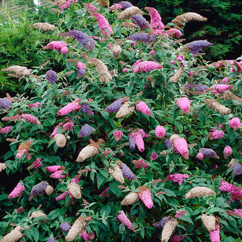 Tricolour Buddleia Butterfly Bush