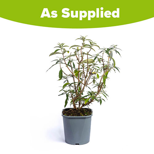 Tricolour Buddleia Butterfly Bush Tricolour Buddleia Butterfly Bush