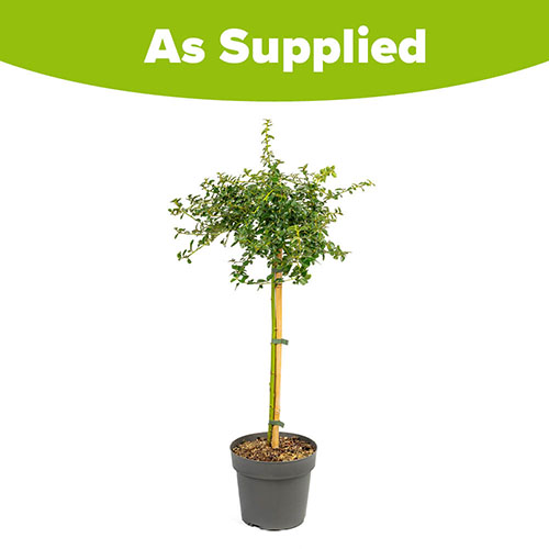 Californian Lilac Ceanothus thyrsiflorus var. repens Californian Lilac Ceanothus thyrsiflorus var. repens