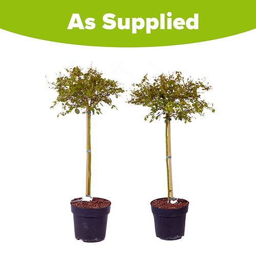 Hardy Californian Lilac Tree Hardy Californian Lilac Tree