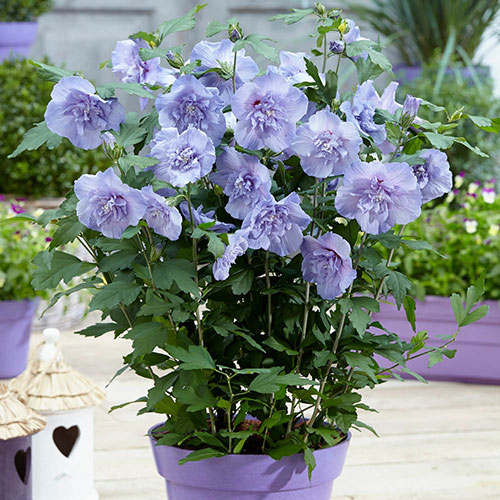 Hibiscus Blue Chiffon