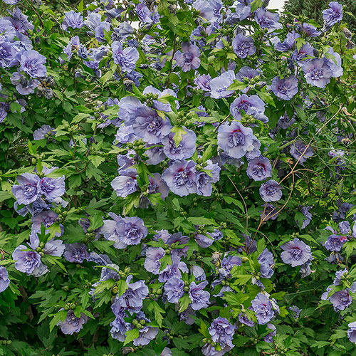 Hibiscus Blue Chiffon Hibiscus Blue Chiffon