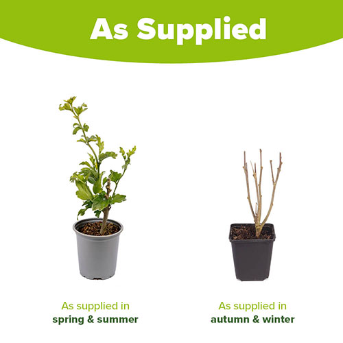 Hibiscus White Chiffon Hibiscus White Chiffon