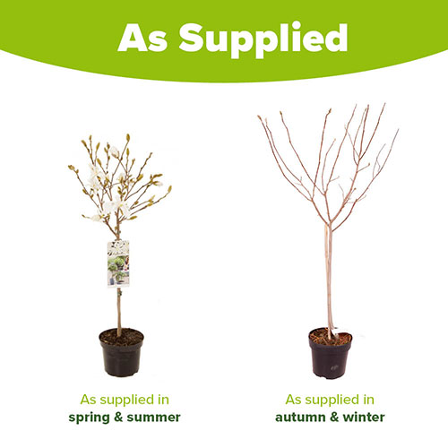 Magnolia stellata Standard Magnolia stellata Standard