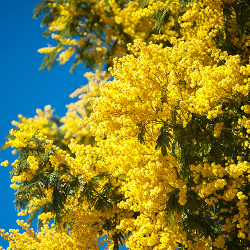 Flowering Mimosa Bush Flowering Mimosa Bush