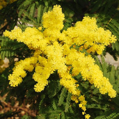 Flowering Mimosa Bush Flowering Mimosa Bush