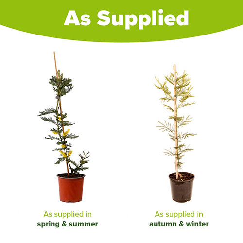 Flowering Mimosa on Cane Flowering Mimosa on Cane