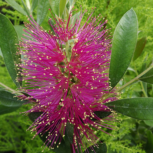 Callistemon viminalis Hot Pink Callistemon viminalis Hot Pink