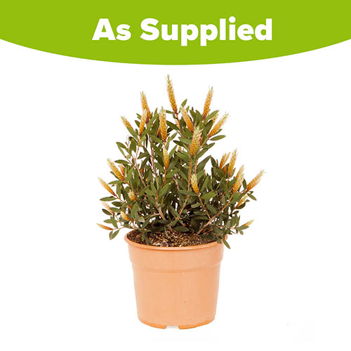 Callistemon viminalis Hot Pink Callistemon viminalis Hot Pink