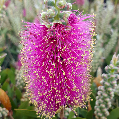 Callistemon viminalis Hot Pink Callistemon viminalis Hot Pink