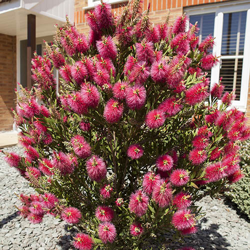 Callistemon viminalis Hot Pink Callistemon viminalis Hot Pink